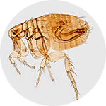 microscopic view of a flea